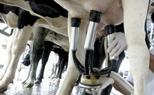 WhatsApp Image 2025-02-25 at 7.58.38 PM