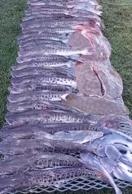 pescados