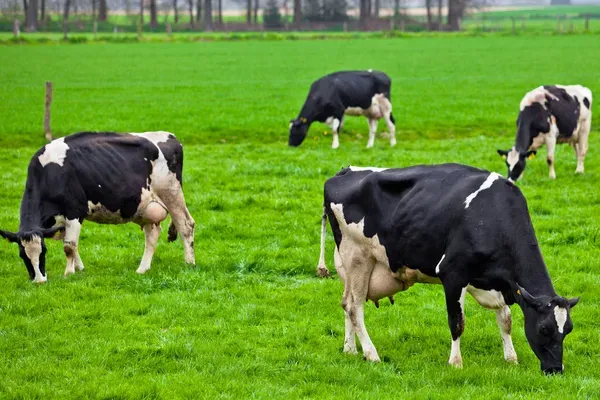 depositphotos_24470621-stock-photo-cows-on-meadow-with-green