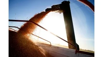 agroindustria_granos_soja.jpg_689937239