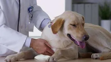 veterinarian-giving-dog-a-checkup-video