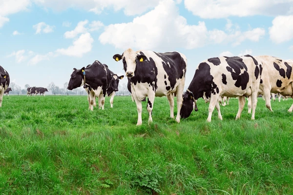 herd-holstein-cows-grazes-on-600nw-2595397685