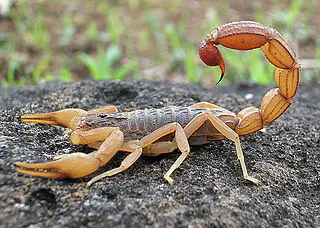 320px-Scorpion_Photograph_By_Shantanu_Kuveskar
