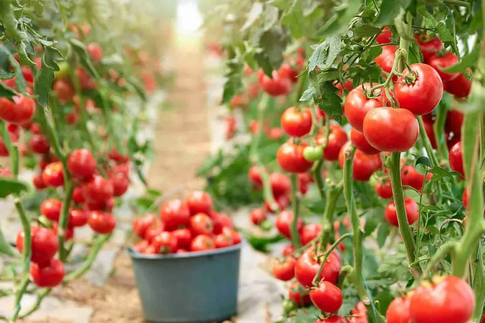 Tomate-bigstock-Ripe-Tomatoes-In-Greenhouse-Re-284917987