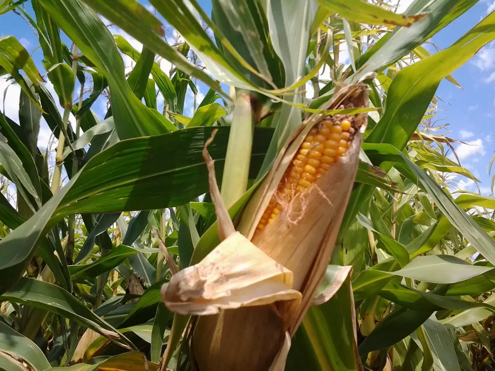 soja-y-maiz-syngenta-27