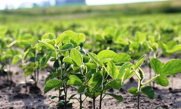 soja_mercado_de_granos_rosario-211908