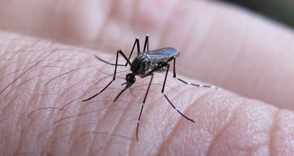 q1Hn1wqQQ_1300x655__3