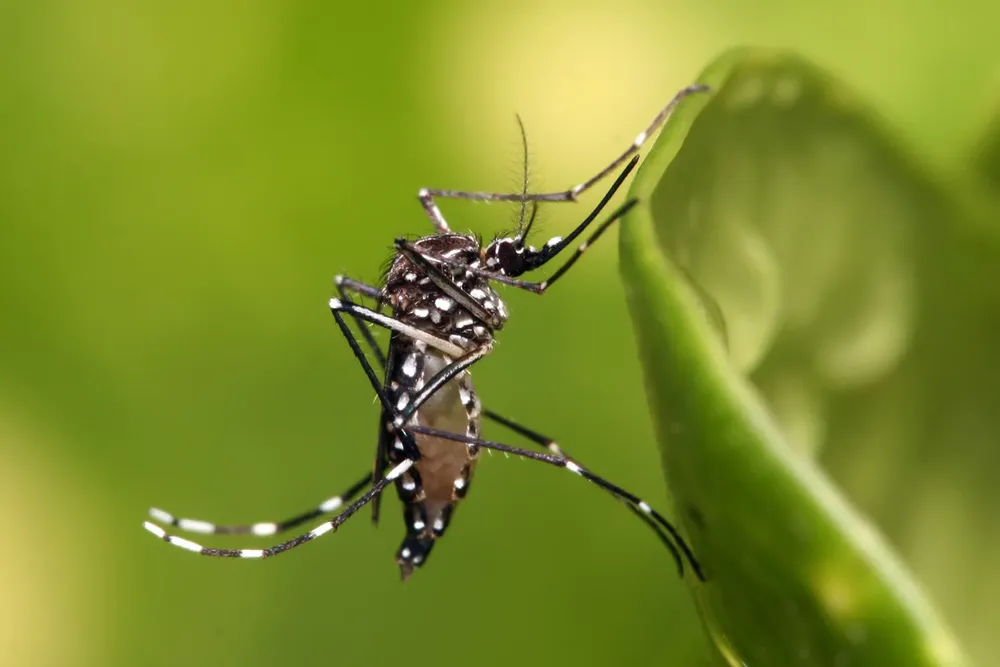 que-es-el-dengue