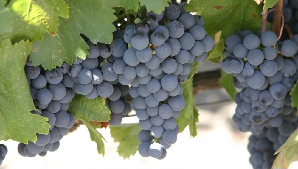 vitivinicultura-uvas-malbec-infocampo-e1644490727332