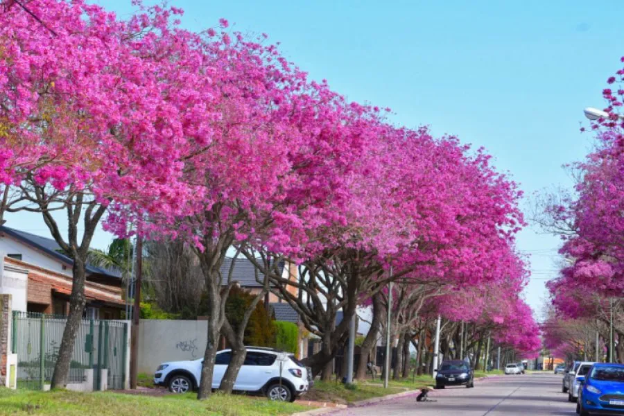 l_amat3a47uk8hz48z_arbol