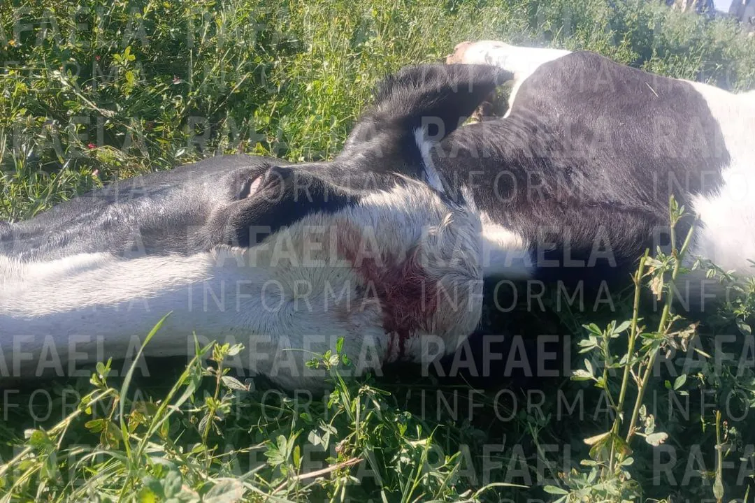 foto para portal