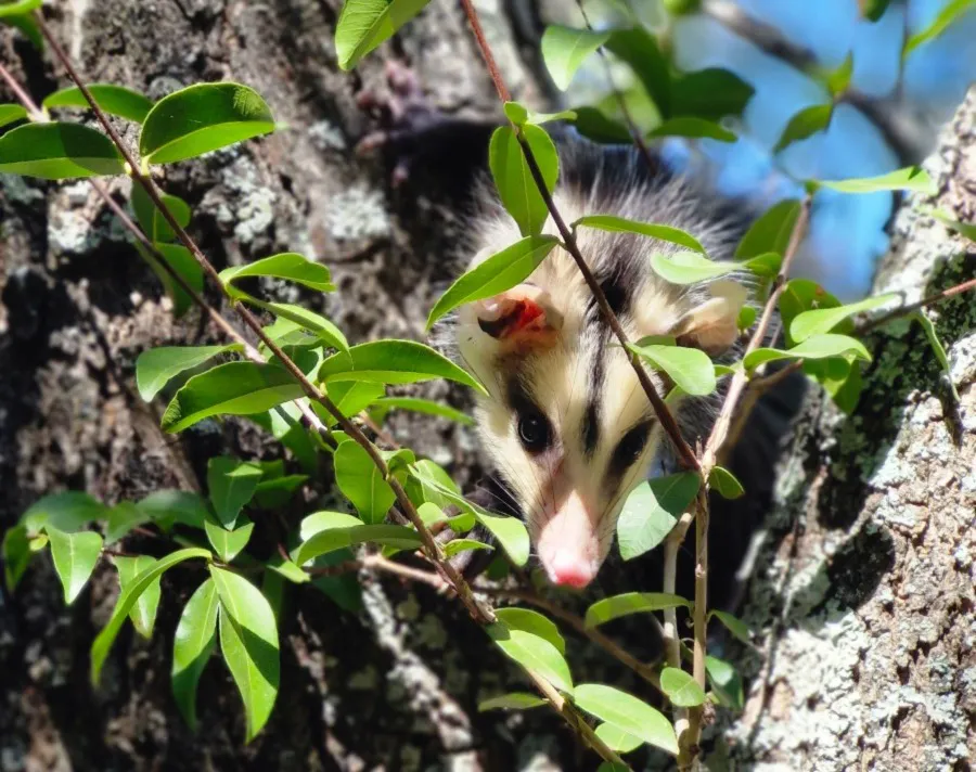 WhatsApp Image 2025-04-06 at 9.02.03 AM