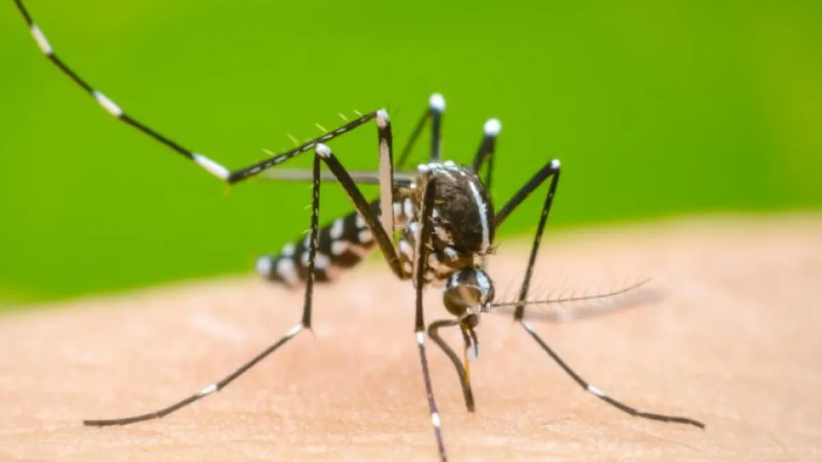 el-dengue-es-una-enfermedad-viral-transmitida-la-picadura-del-mosquito-aedes-aegypti