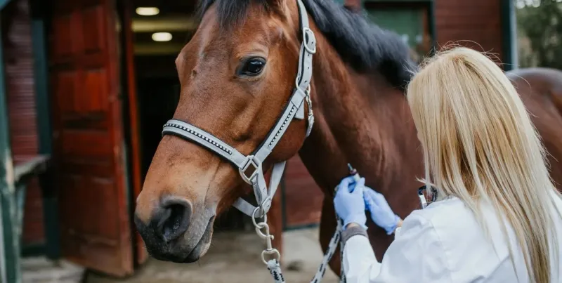 Caballo