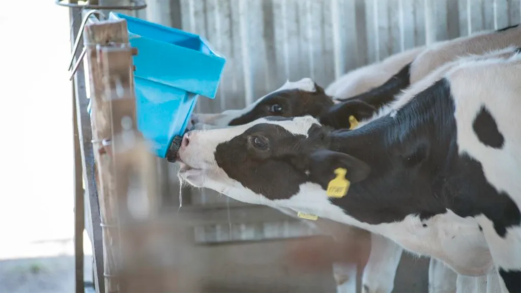 leche-sustituto