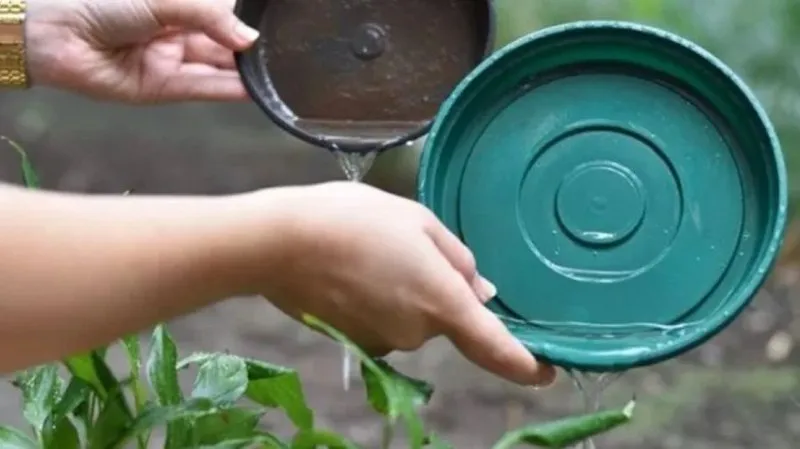 WhatsApp Image 2025-01-20 at 16.25.29