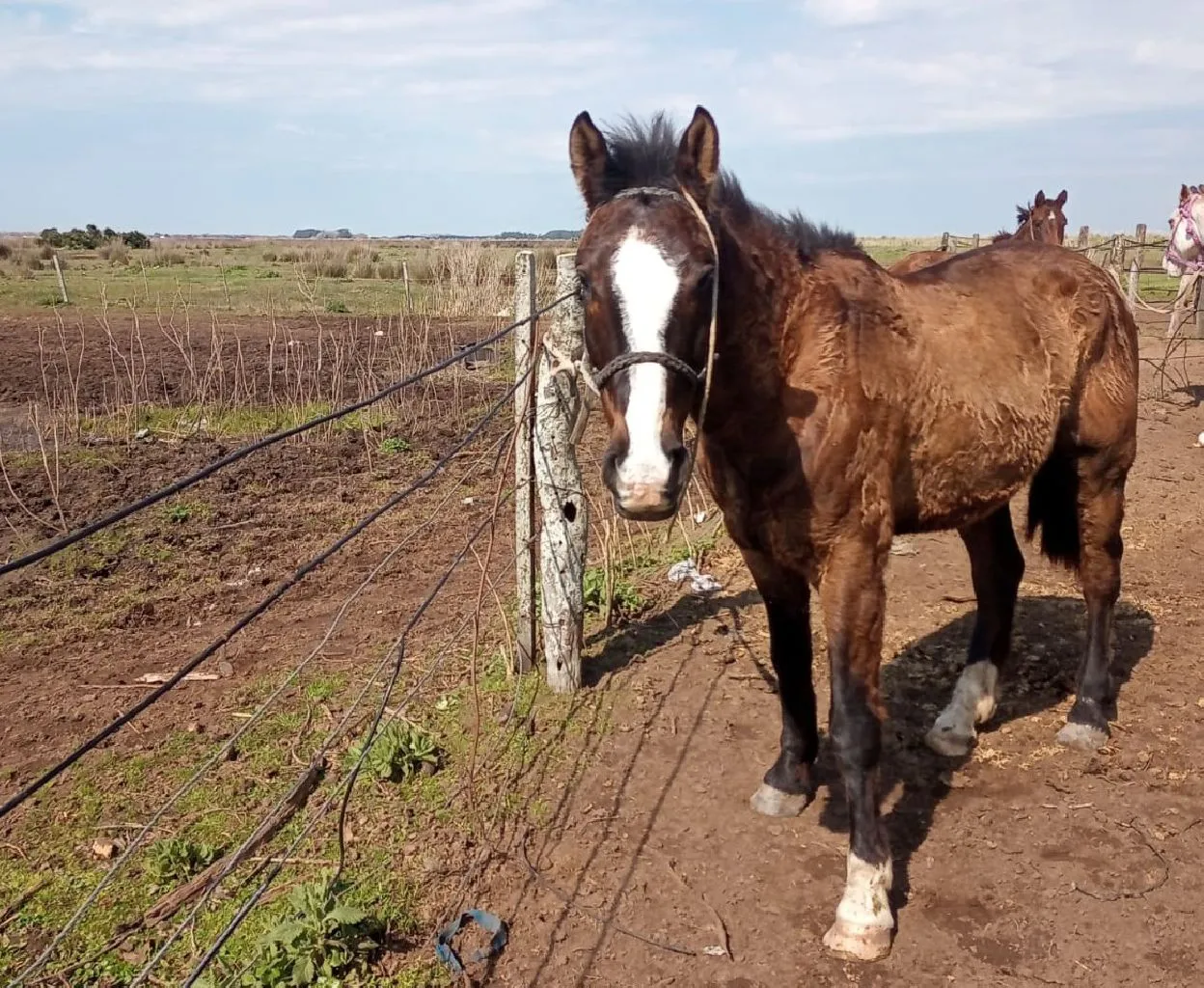 caballo