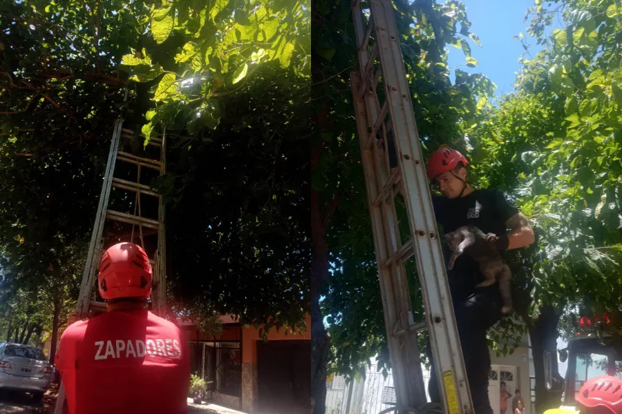 WhatsApp Image 2026-01-20 at 4.20.17 PM (1)