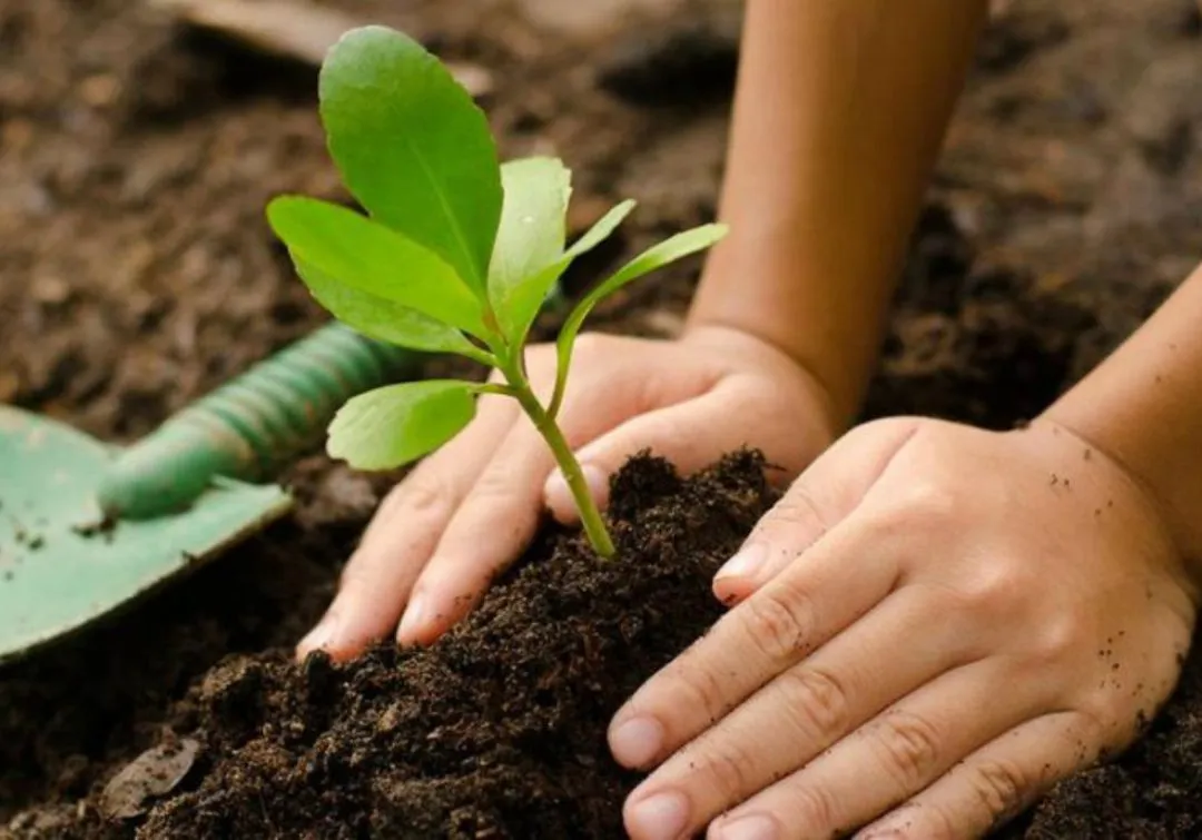 plantacion