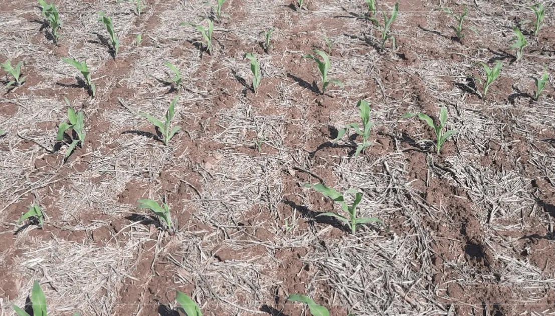 maiz-brotes-bolsa-cereales-cba