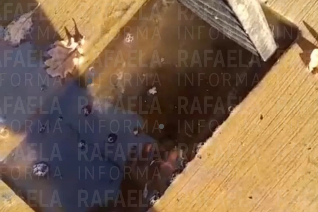 foto para portal