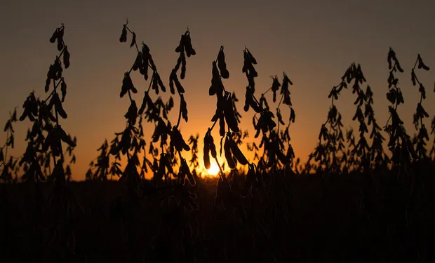 soybean-sunset-andrea-kappler-212641