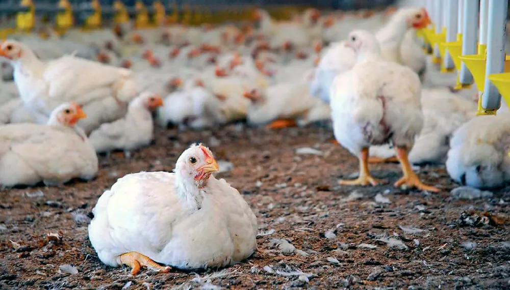 pollos-infocampo