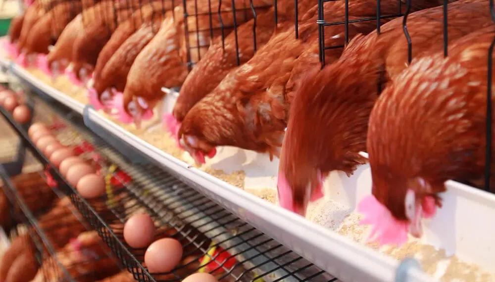 avicultura-gallinas-ponedoras-infocampo