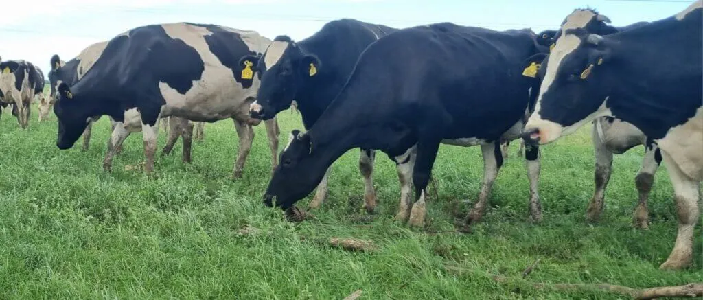 Imagen-de-WhatsApp-2024-12-18-a-las-11.49.05_0e0b4044-1024x437