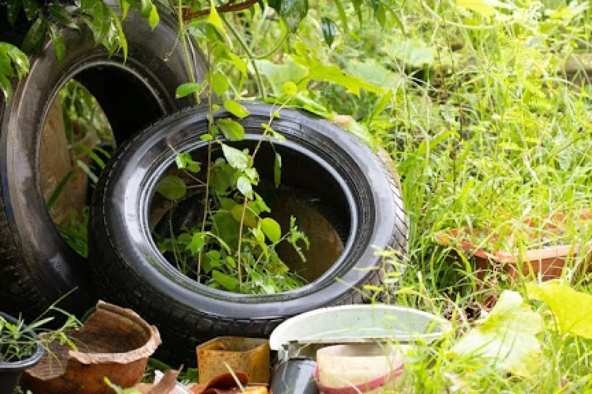 WhatsApp Image 2026-01-15 at 8.29.06 AM