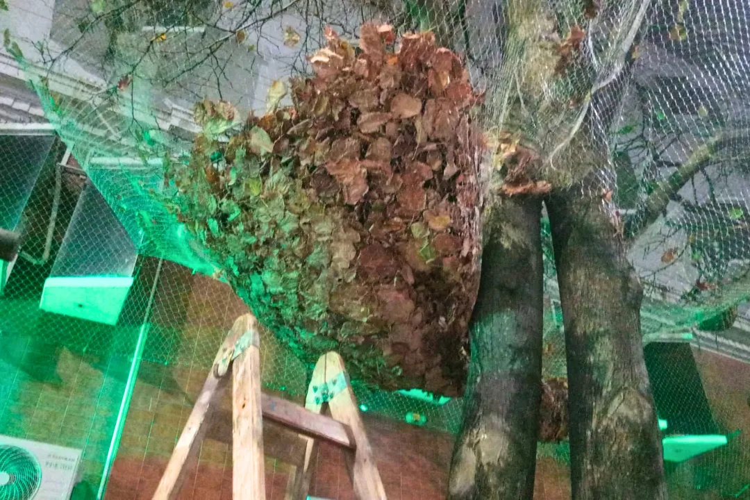 Una ciudad más limpia (1)