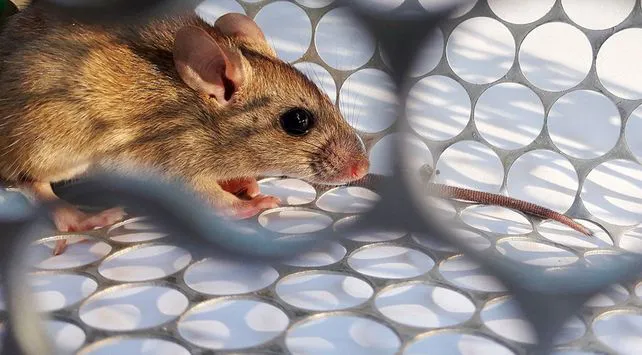 hantavirus-1