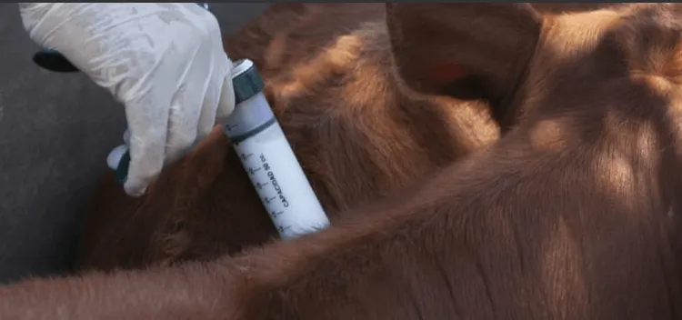 vacunaaftosa-750x352-1