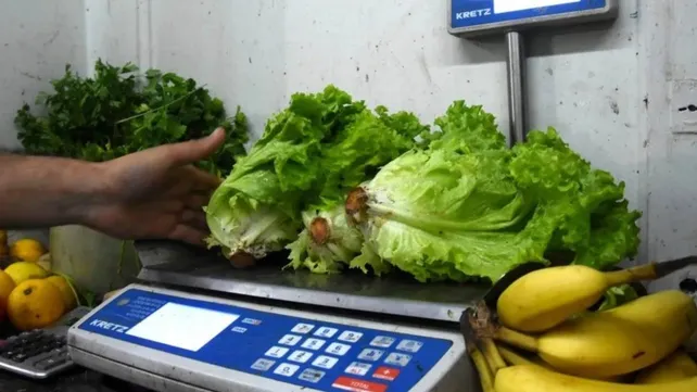 lechuga-113jpg