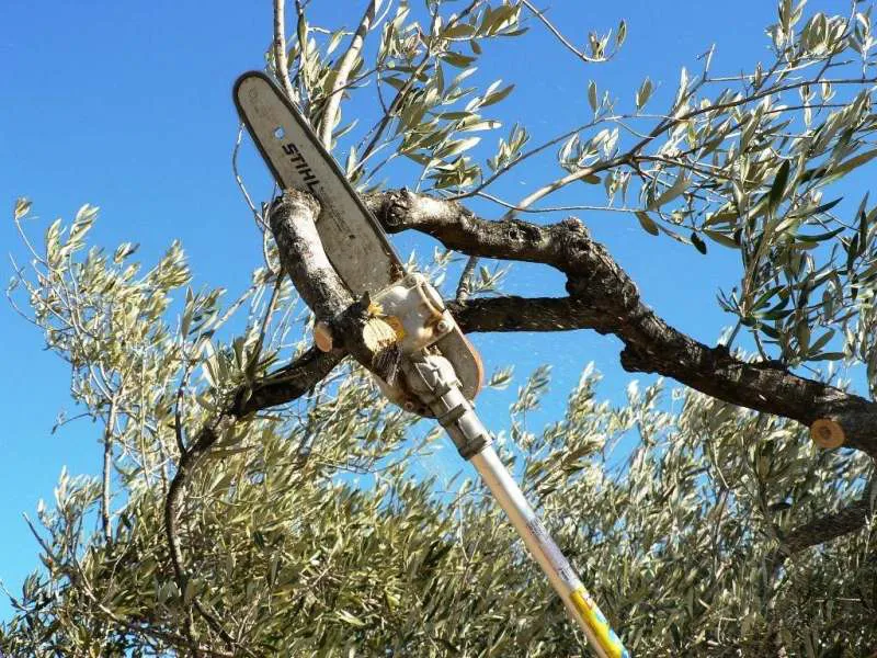 Poda-árboles