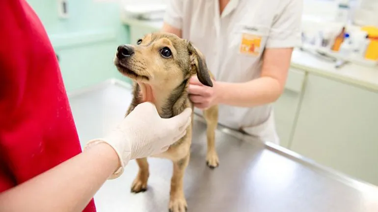 castraciones perrito