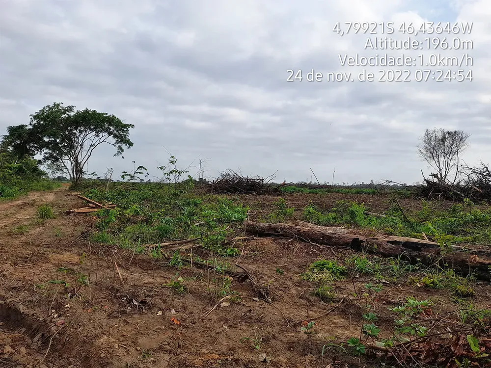 deforestation-logging