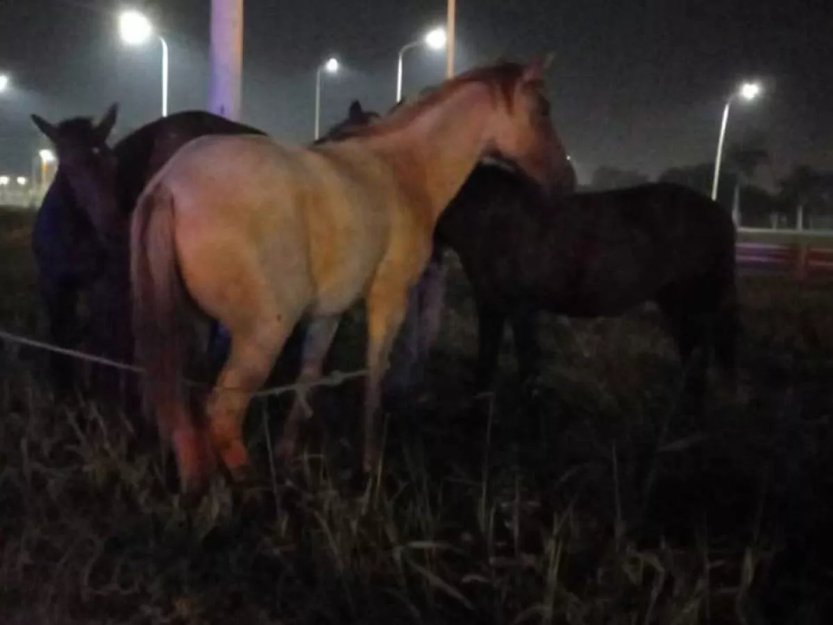 caballos-sueltos-1200x900