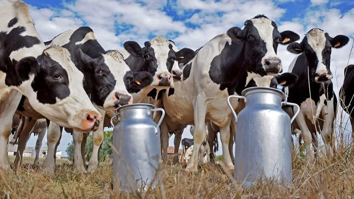 Vacas