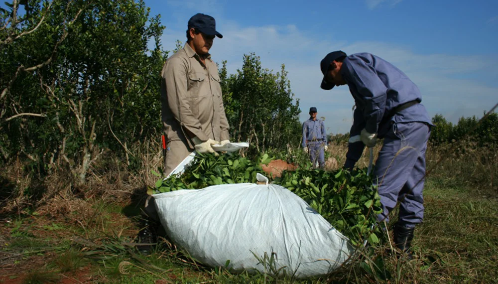 Yerba