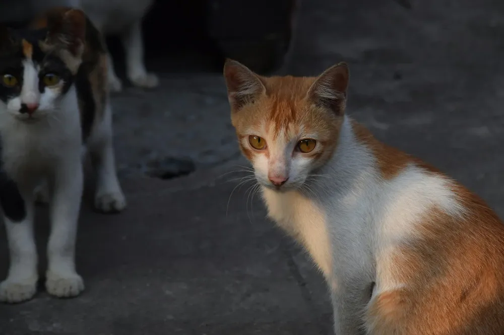 WhatsApp Image 2026-03-31 at 7.50.59 AM