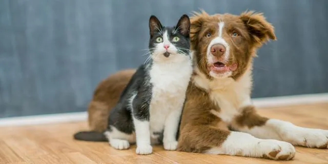 WhatsApp Image 2026-02-09 at 8.13.54 AM