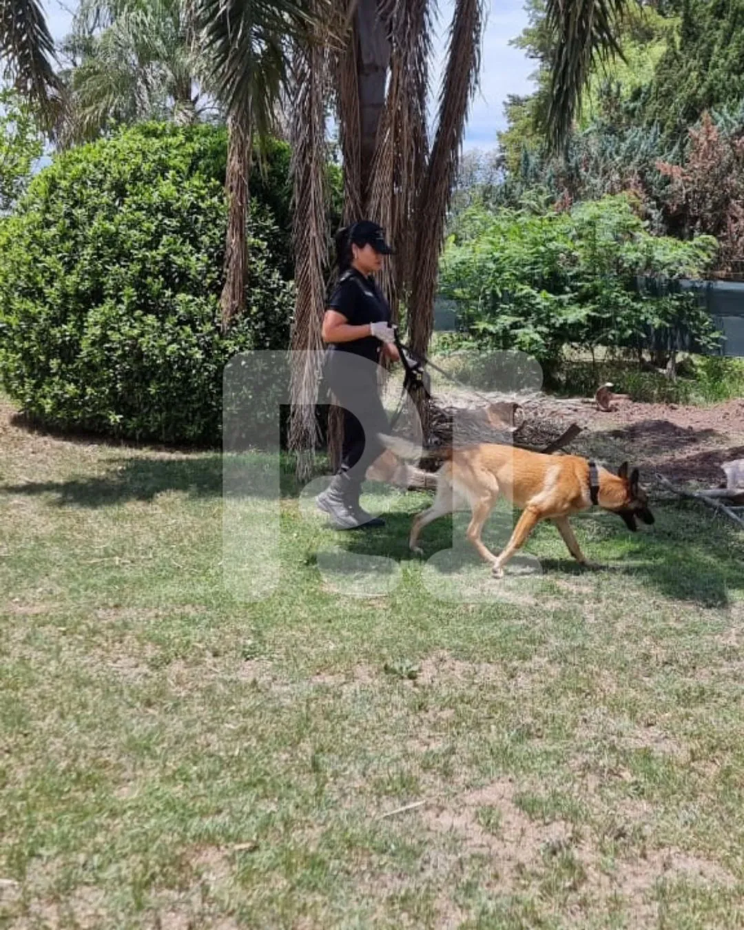 Declaraciones RI (2)