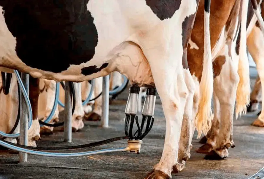 WhatsApp Image 2026-01-16 at 9.04.34 AM