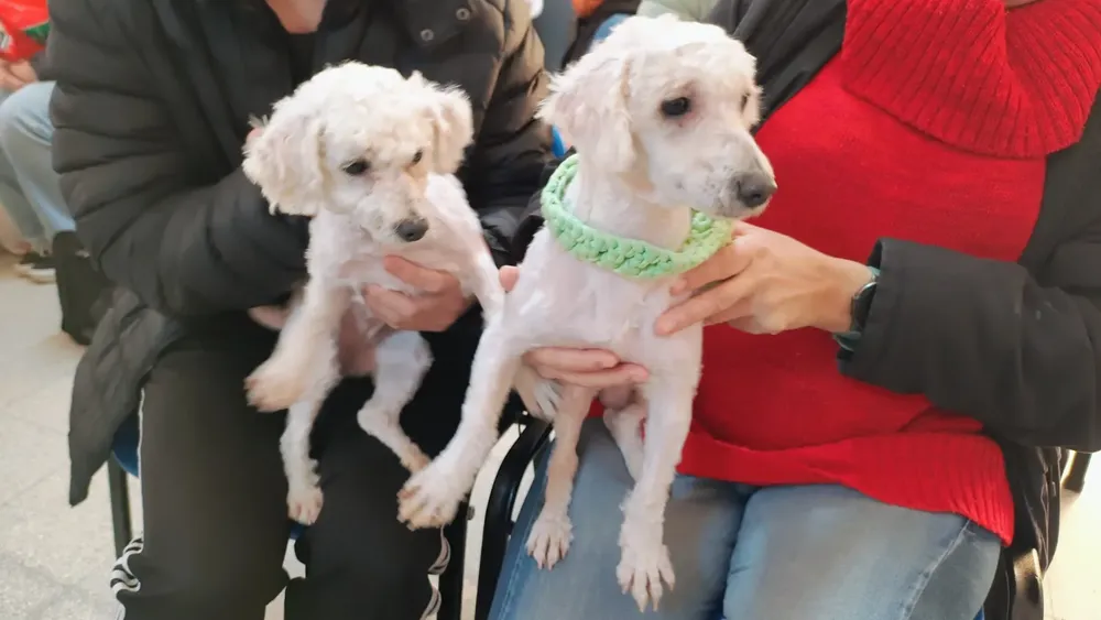 Imagen de WhatsApp 2025-08-17 a las 17.17.25_3f8f715d