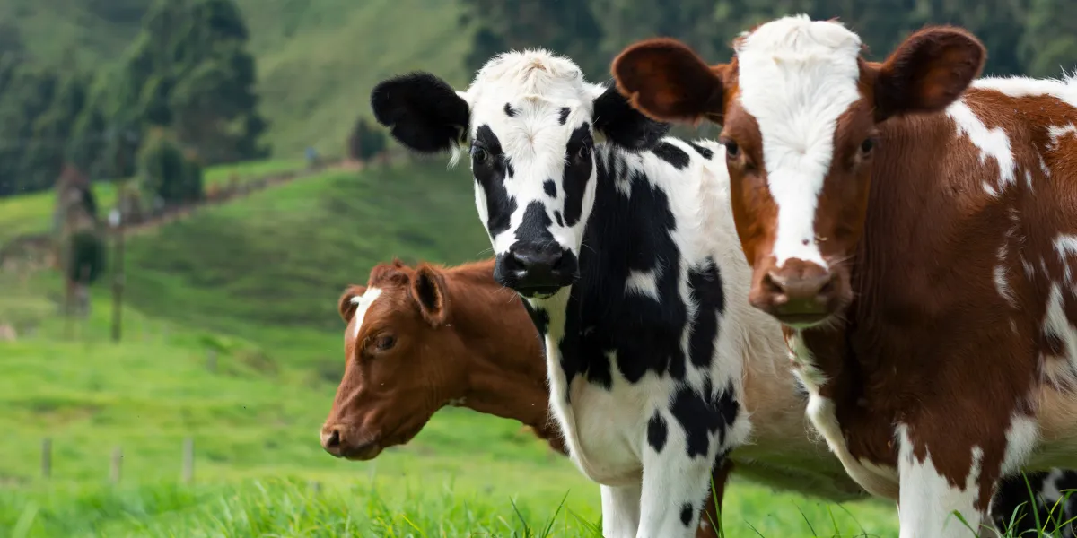 CERTIFIED-HUMANE_Post-blog-2