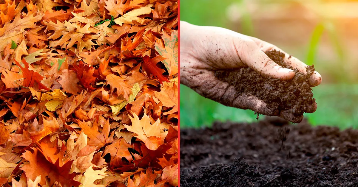 WhatsApp Image 2025-04-29 at 6.32.02 PM (1)