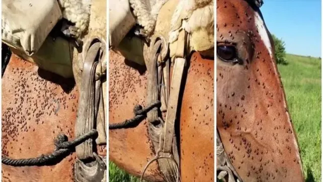 WhatsApp Image 2026-01-25 at 10.20.42 AM