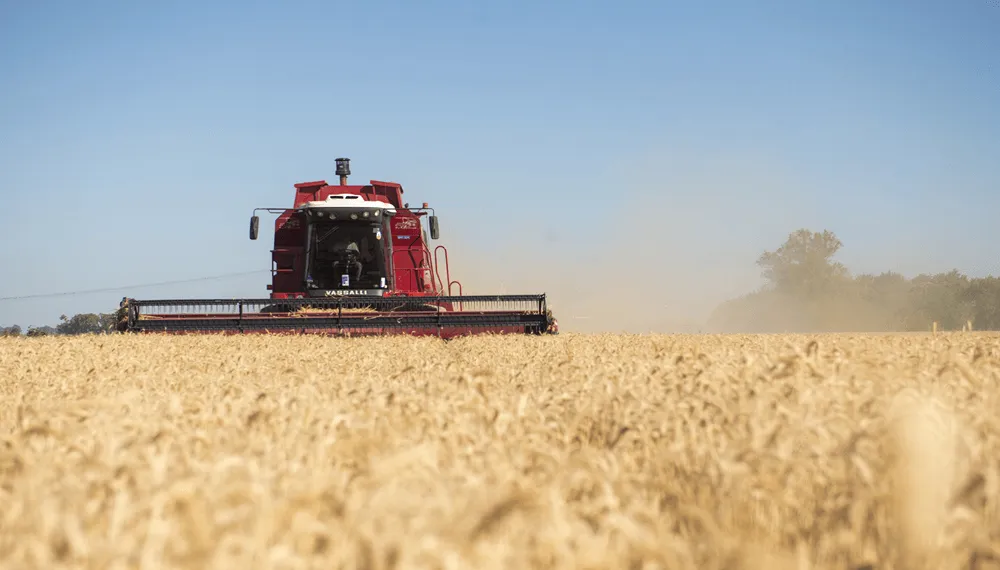 cosecha-trigo-gobierno