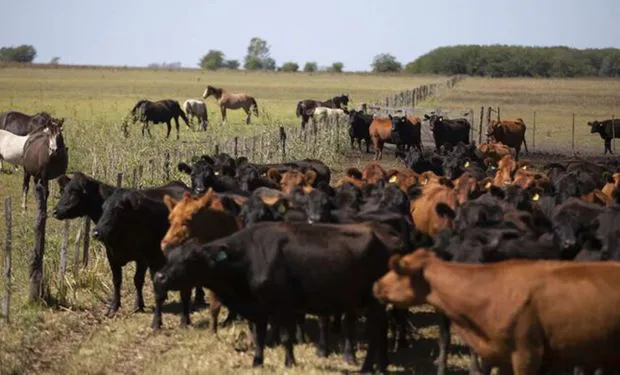 robo_de_ganado_se_recuperaron_casi_mil_animales_de_los_campos_de_alperovich